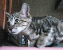 another picture of Tabitha, a Domestic Short Hair tabby