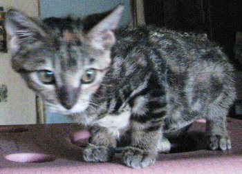 picture of Tabitha, a Domestic Short Hair tabby