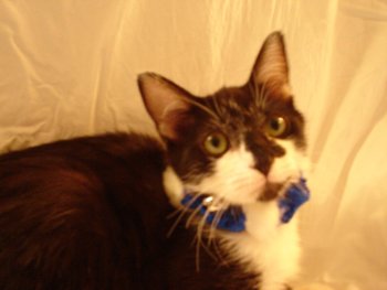 picture of Jeri, a Domestic Short Hair black/white