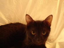 another picture of Ben, a Domestic Short Hair black