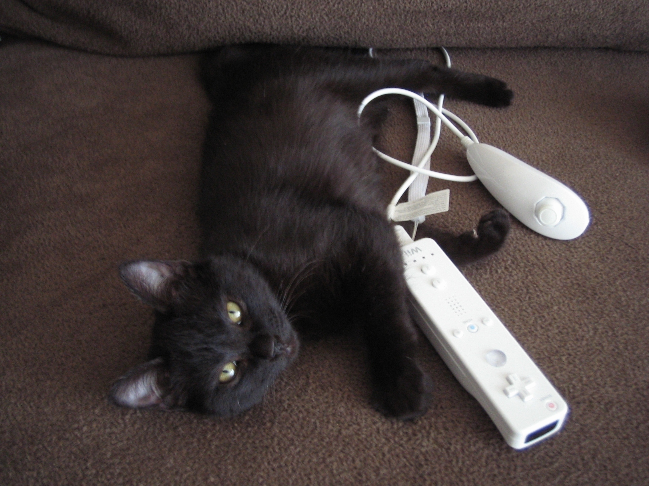 picture of Maggie, a Domestic Short Hair black