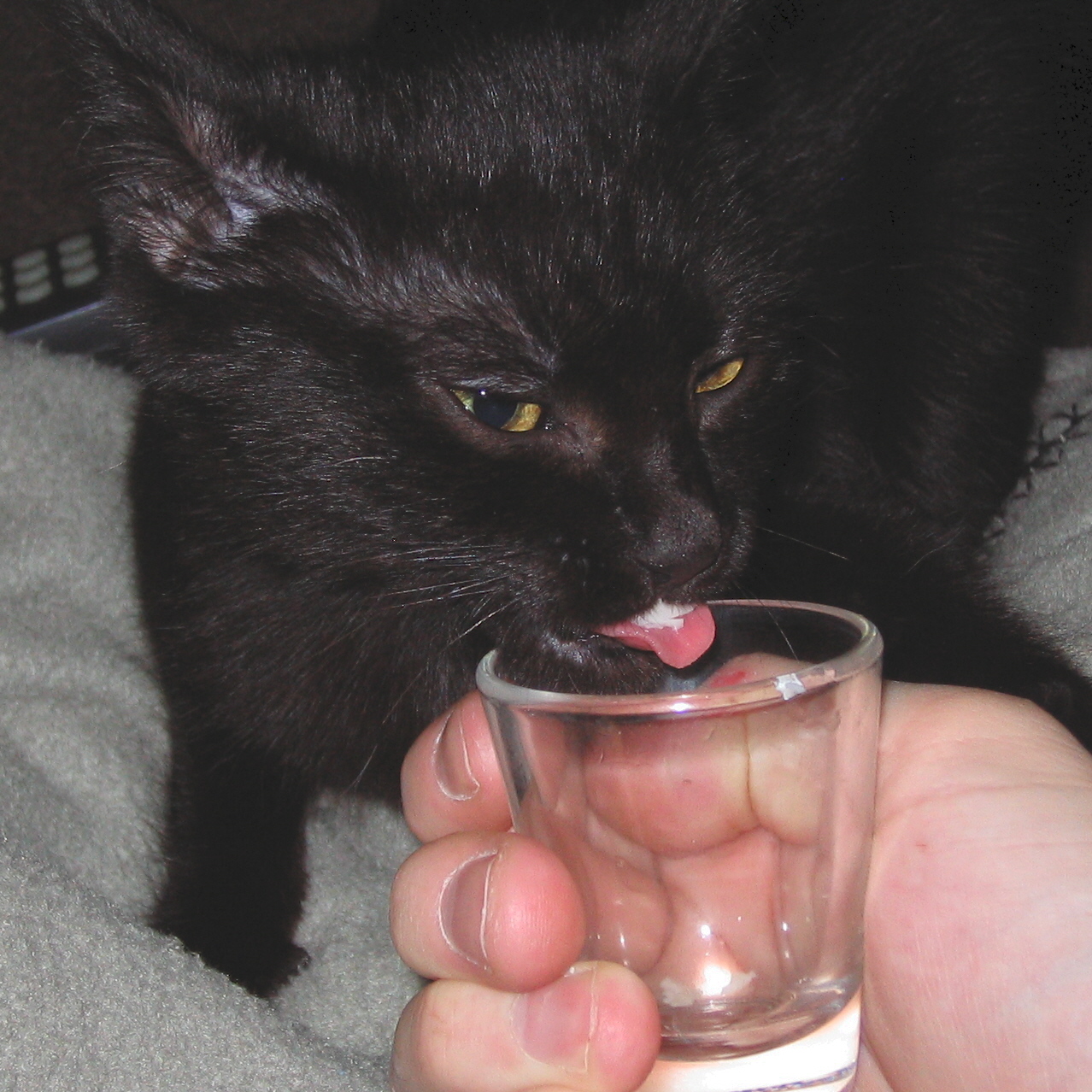 picture of Maggie, a Domestic Short Hair black
