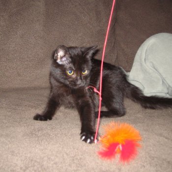 picture of Maggie, a Domestic Short Hair black