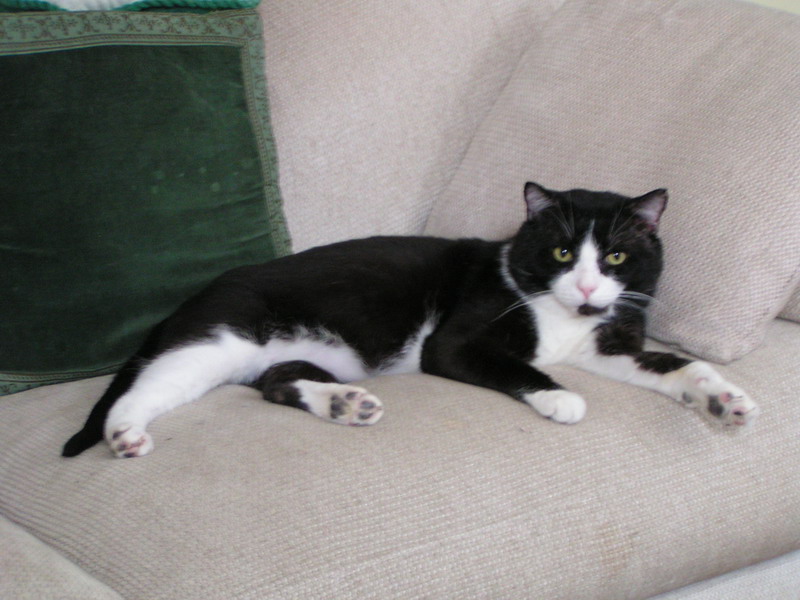 picture of Bobcat Kitty, a Domestic Short Hair black/white