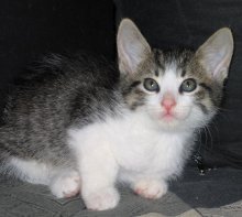 another picture of Dobbie, a Domestic Short Hair brown tabby/white