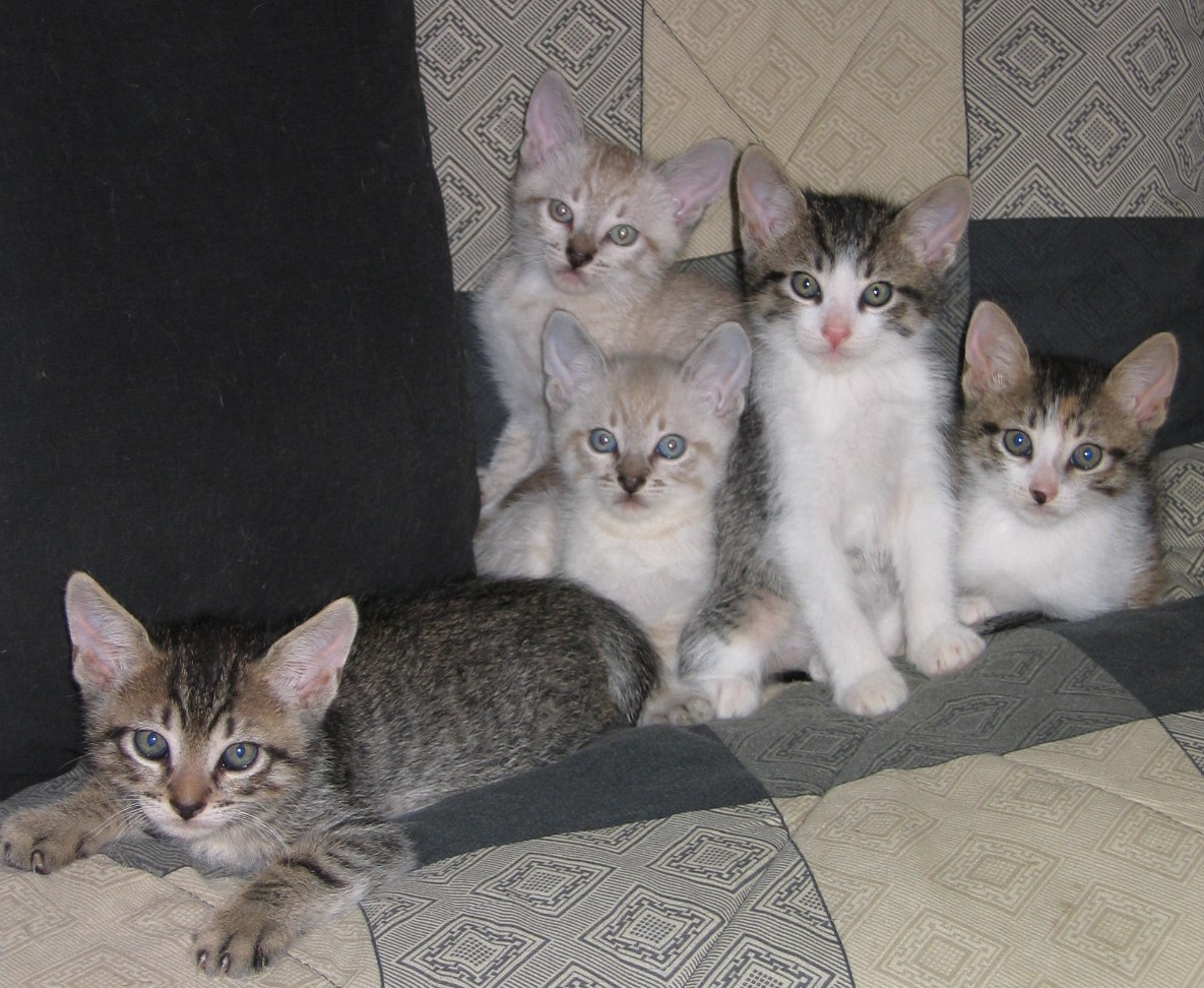 picture of Dobbie, a Domestic Short Hair brown tabby/white