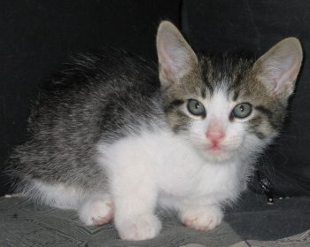 picture of Dobbie, a Domestic Short Hair brown tabby/white