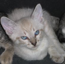 another picture of , a Siamese/Domestic Short Hair-x bluepoint