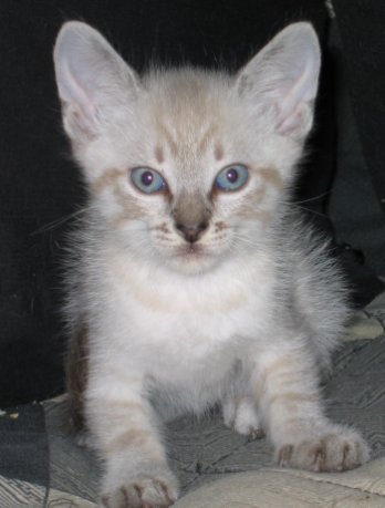 picture of , a Siamese/Domestic Short Hair-x bluepoint