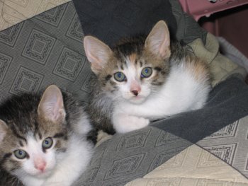 picture of Boo, a Domestic Short Hair calico tabby