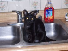 picture of Sam, a Domestic Short Hair black