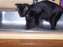 picture of Sam, a Domestic Short Hair black