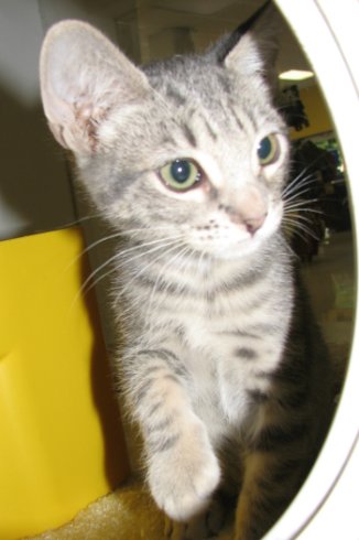 picture of Shadow, a Domestic Short Hair gray tabby