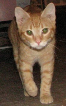 another picture of Kyle, a Manx/Domestic Short Hair-x orange tabby