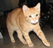 picture of Kyle, a Manx/Domestic Short Hair-x orange tabby