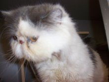 another picture of Persy, a Persian gray/white