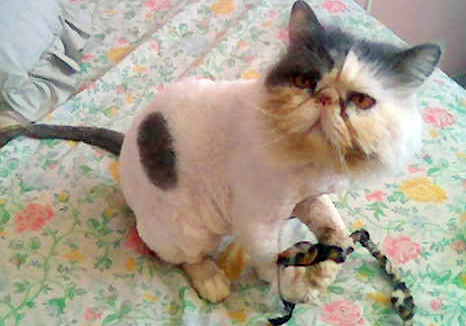 picture of Persy, a Persian gray/white