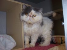 picture of Persy, a Persian gray/white