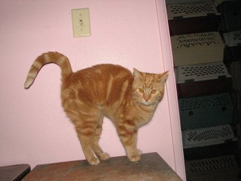 picture of Gracie aka Peaches, a Domestic Medium Hair orange tabby