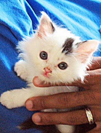 picture of Roscoe, a Domestic Medium Hair white/black