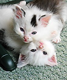 another picture of Domino, a Domestic Medium Hair white/black