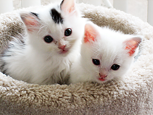 picture of Domino, a Domestic Medium Hair white/black