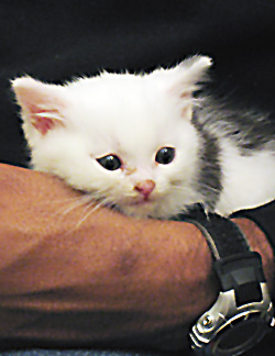 picture of Domino, a Domestic Medium Hair white/black