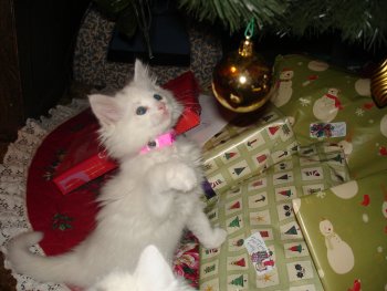 picture of Princess, a Domestic Long Hair white/gray