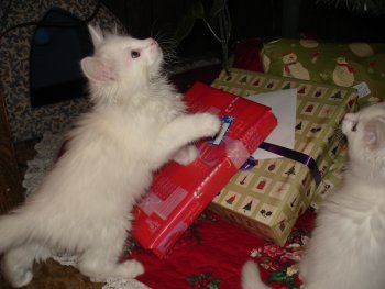 picture of Romeo, a Domestic Long Hair white/gray