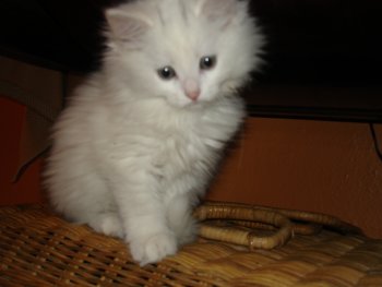 picture of Lily, a Domestic Long Hair white/gray