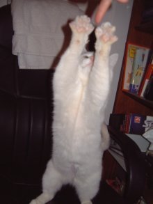 picture of Hello kitty, a Domestic Short Hair white