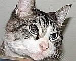 picture of Rex, a Siamese/Domestic Short Hair-x lynxpoint/white
