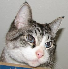 another picture of Rex, a Siamese/Domestic Short Hair-x lynxpoint/white