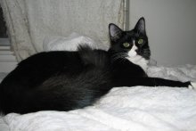 another picture of Murray, a Domestic Medium Hair black/white