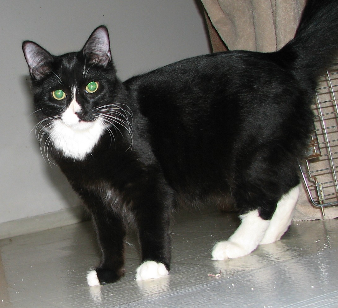 picture of Murray, a Domestic Medium Hair black/white