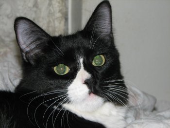 picture of #NS02563: Murray