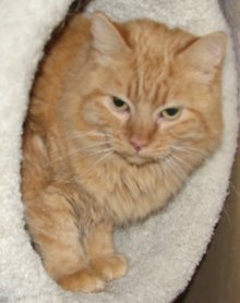 picture of Peaches, a Domestic Long Hair orange