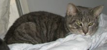 another picture of Jimbo, a Domestic Short Hair gray tabby