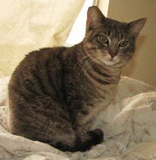 picture of Jimbo, a Domestic Short Hair gray tabby