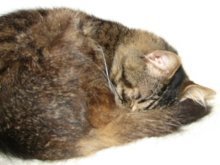 picture of Sparkles, a Domestic Medium Hair brown tabby/white