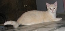 picture of Mortimer, a Siamese/Domestic Short Hair-x flamepoint