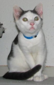 picture of Barnaby, a Domestic Short Hair white/gray