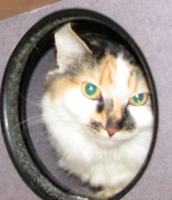 picture of Furball, a Domestic Medium Hair calico