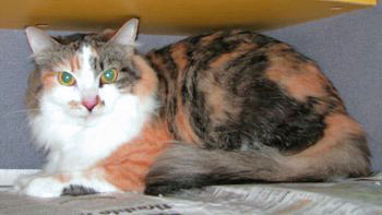 picture of Princess, a Domestic Medium Hair calico