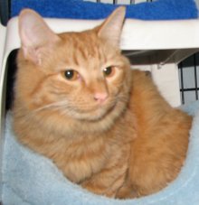 another picture of Roger, a Domestic Medium Hair orange tabby