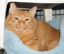 picture of Roger, a Domestic Medium Hair orange tabby