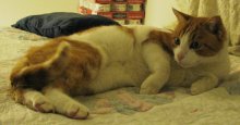 another picture of Stavros, a Domestic Short Hair orange/white