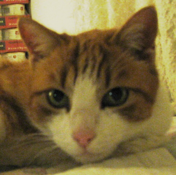 picture of Stavros, a Domestic Short Hair orange/white