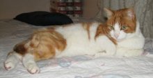 picture of Stavros, a Domestic Short Hair orange/white