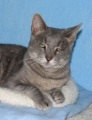 picture of #NS02577: Brody